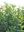 Ligustrum Tüplü resmi